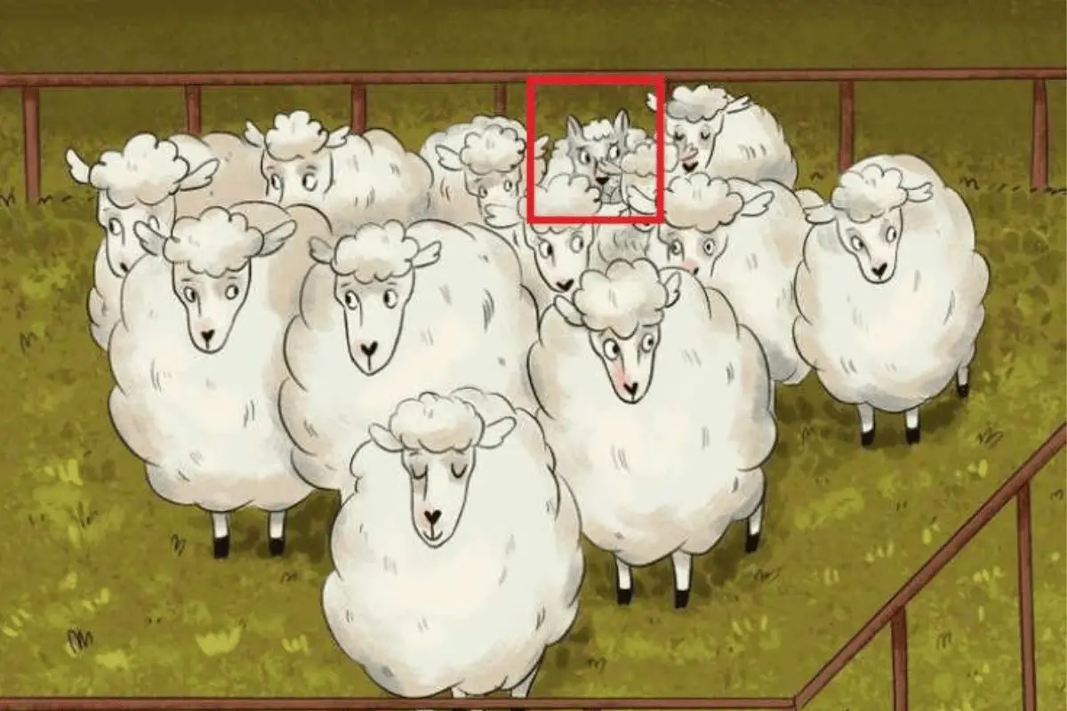 Test d'illusion d'optique du mouton et du loup - solution